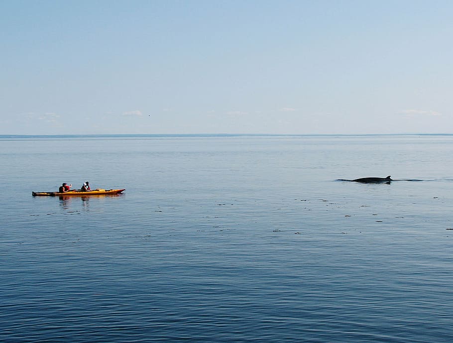 whale, kayak, nature, marine, watching, kayaking, tadoussac, HD wallpaper