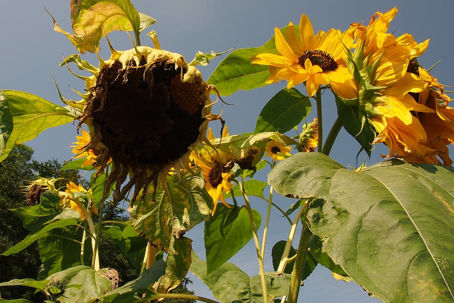 Sun Flower, Drought, Dry, Heat, Summer, can hang upside, plant HD wallpaper