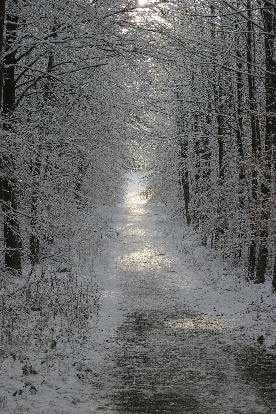 winter, snow, wintry, back light, tree, plant, cold temperature HD wallpaper