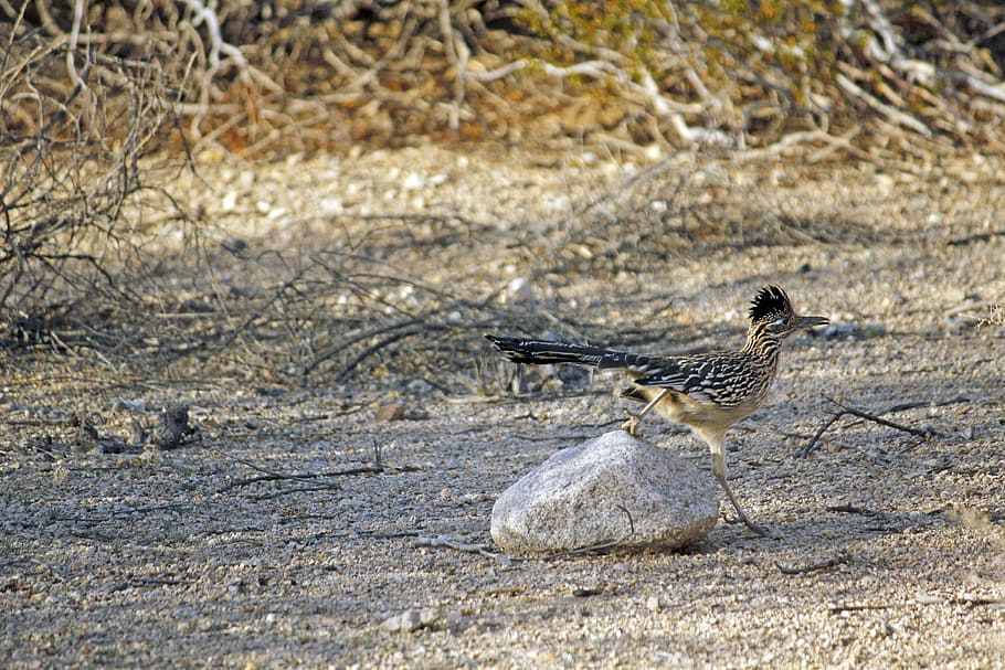 Roadrunner, Bird, Chaparral, ground cuckoo, fast, running, geococcyx