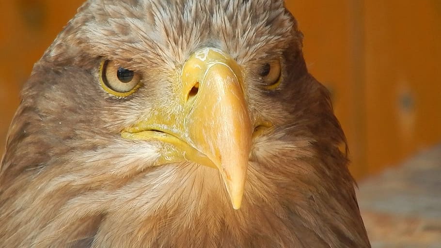 eagle, predator, beak, bird, animal themes, bird of prey, vertebrate HD wallpaper