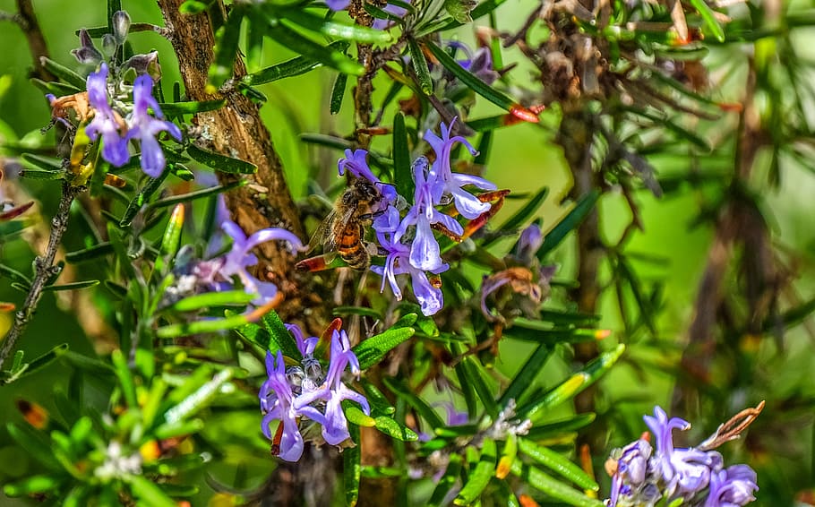 flowers, petals, bee, outdoors, bloom, blossom, close-up, flora HD wallpaper