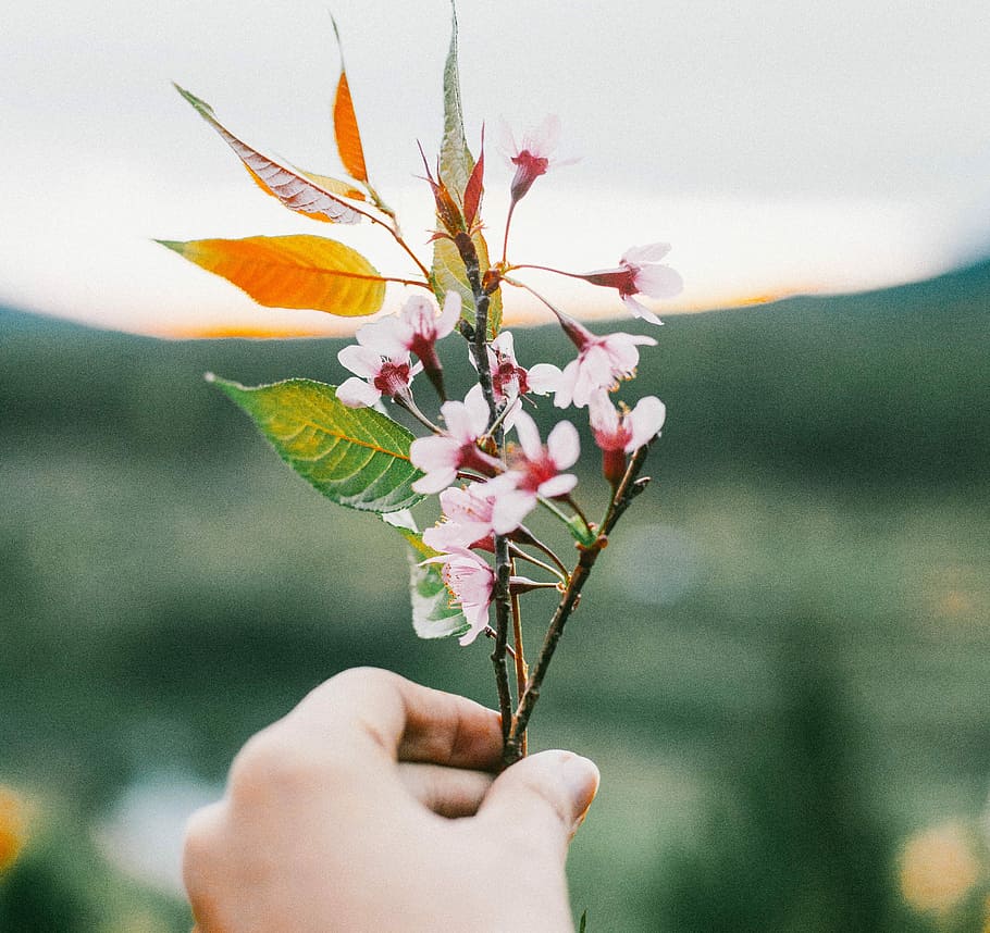 selective focus photography of person holding pink petaled flower, person holding pink petaled flowers HD wallpaper