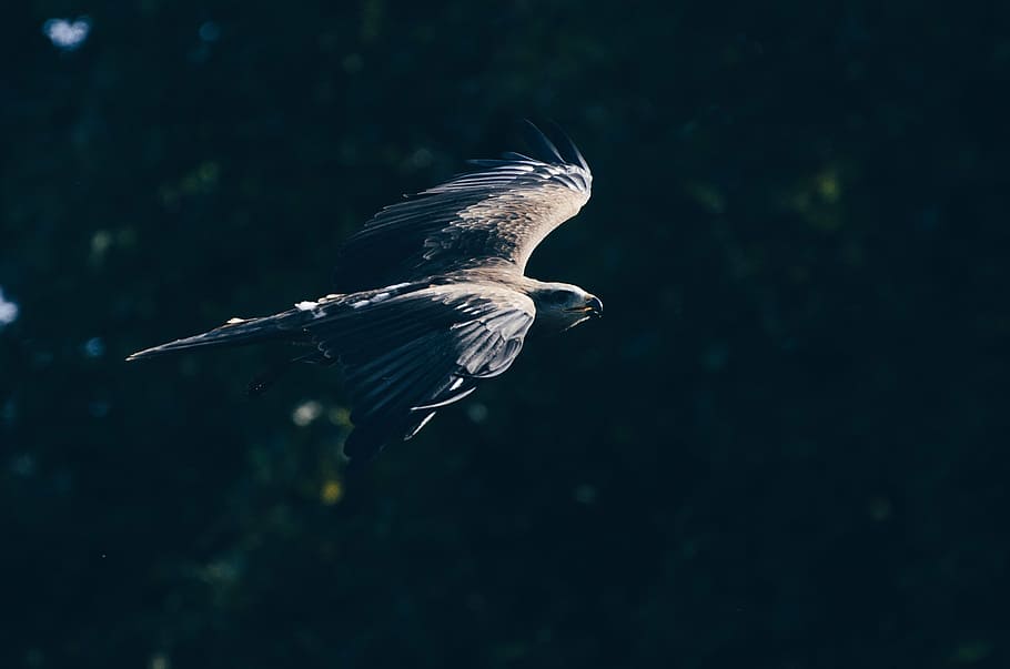 grayflying parrot, animal, bird, eagle, wildlife, outdoor, pet HD wallpaper