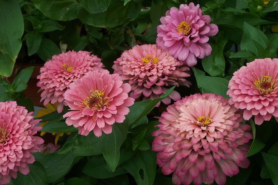 flower, zinnia, pink, nature, plant, summer, pink Color, flower Head HD wallpaper