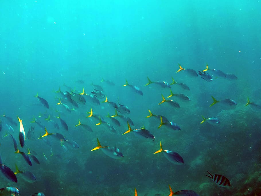 shoal of gray fishes, under the sea, deep sea, ocean, aquatic HD wallpaper