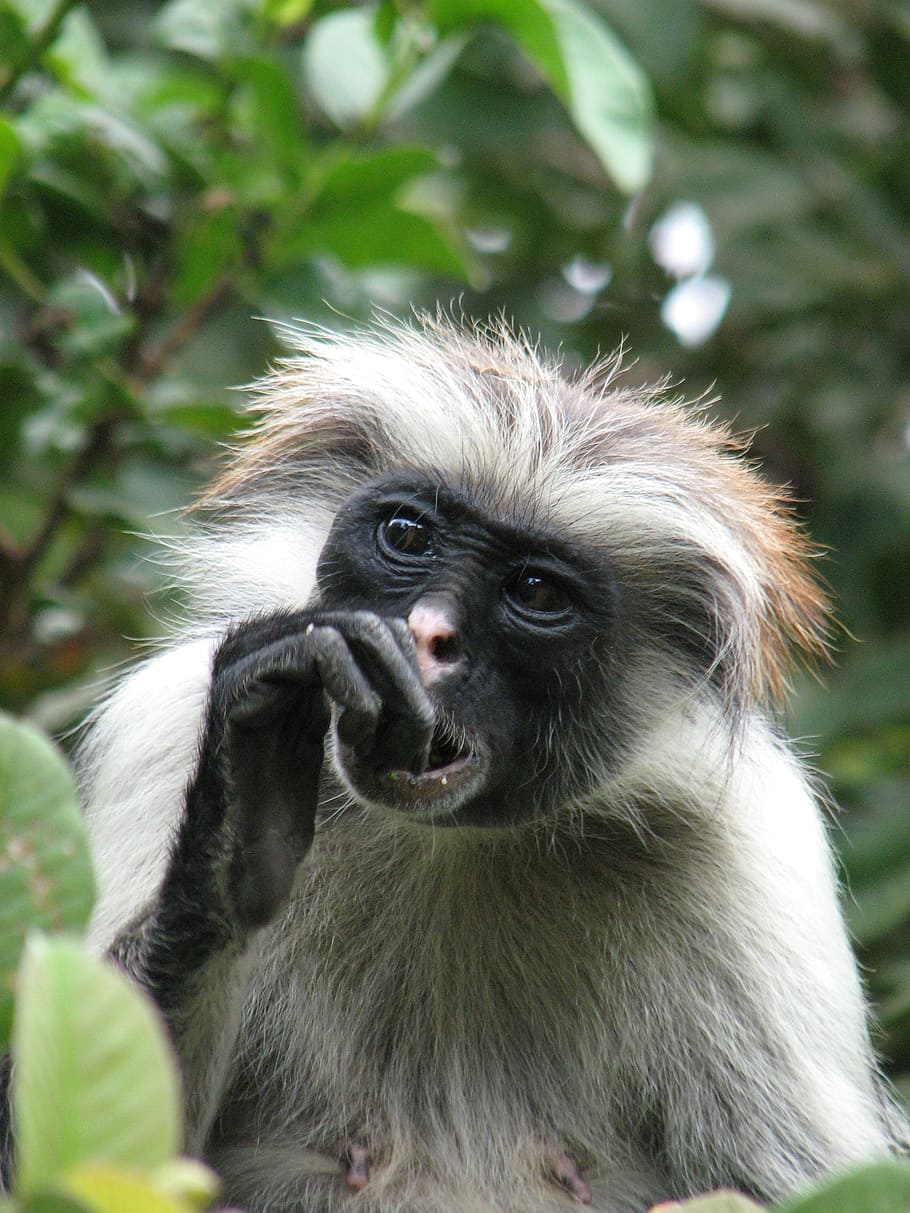 monkey, zanzibar, africa, mammal, animal wildlife, animals in the wild HD wallpaper
