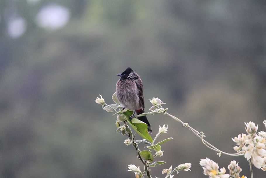 black beak bird on top of green leaves, focus photography of small brown bird on the branch HD wallpaper