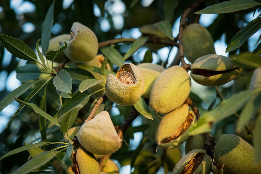 almonds, tree, growing, branch, agriculture, crop, fruit, green