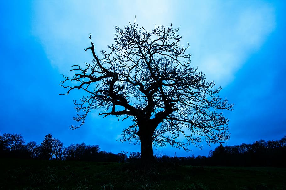 silhouette of bare tree, in the evening, wales, pine tree, blue HD wallpaper
