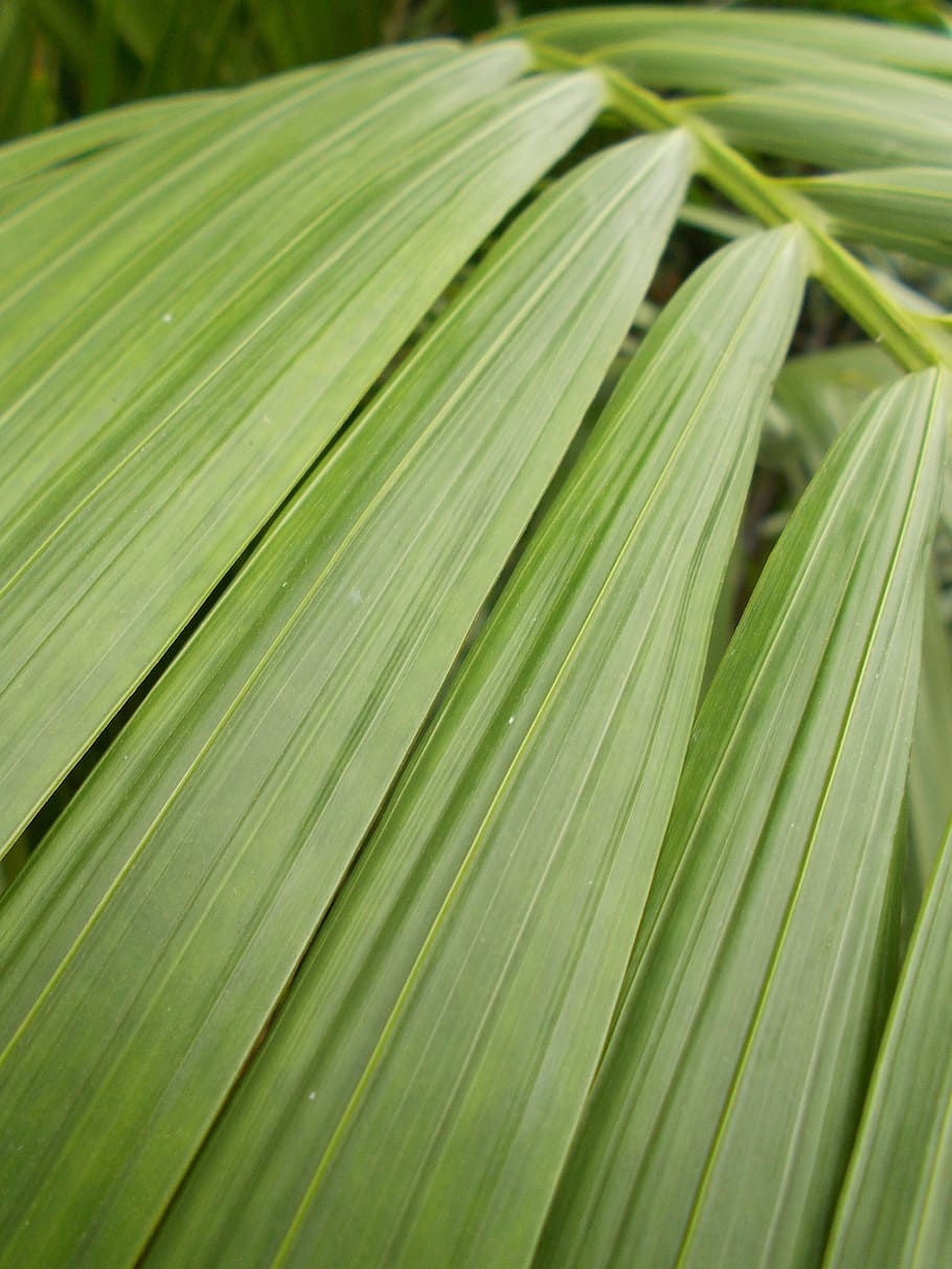 sheet, green, stripes, plant, nature, tropical, leaf, green color HD wallpaper