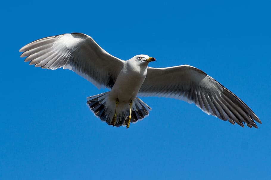 Seagull, Sky, Blue, Blue, Wing, Emergency, animal, beach, sea birds HD wallpaper