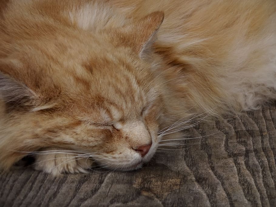 ginger cat, a ginger tom, cat asleep, cat sleeping, fluffy cat