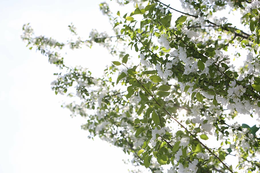 white, cherry blossoms, trees, branches, nature, springtime HD wallpaper