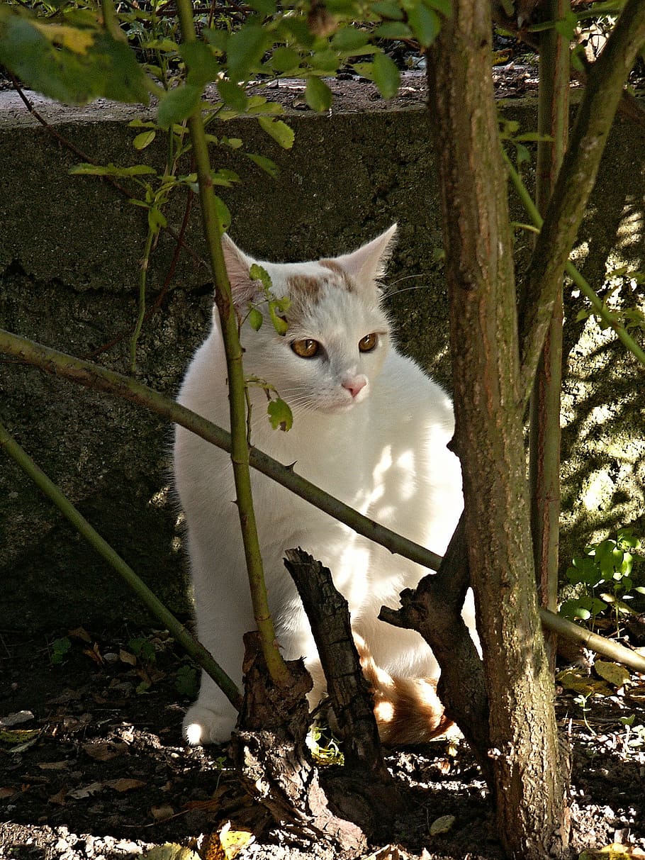 cat, white, hip, bush, light, shadow, concrete, retaining wall HD wallpaper