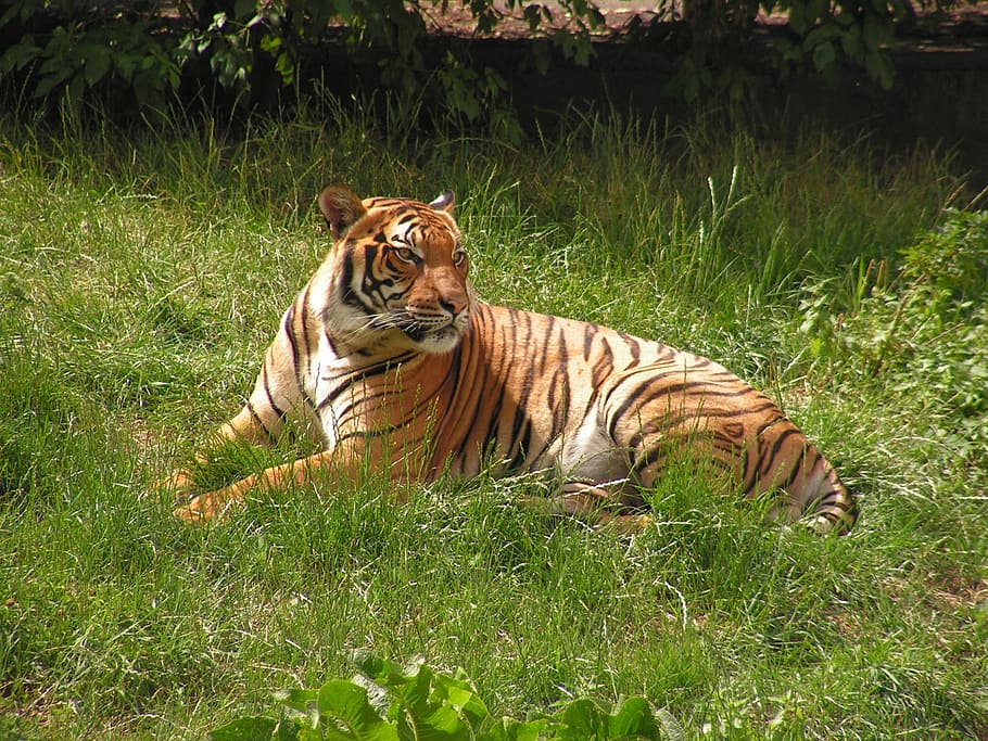 tiger, body, grass, zoo, beast, cat, animal, animal themes HD wallpaper