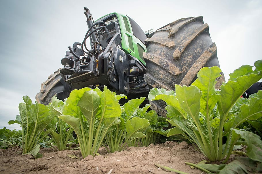 black and green tractor, Sugar Beet, Agriculture, Arable, beets HD wallpaper