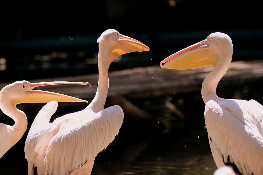 pelican, birds, three, white, water, animal themes, animals in the wild HD wallpaper