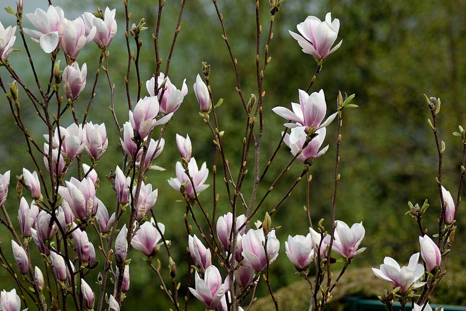 Magnolia, Pink, Flowers, Spring, nature, plant, growth, outdoors HD wallpaper