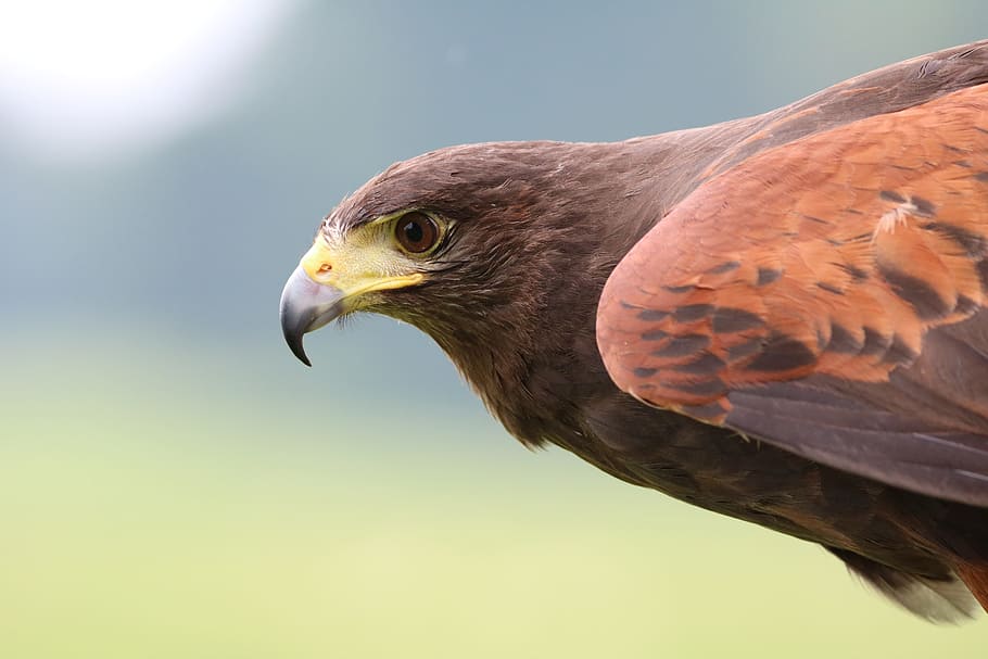 shallow photo of hawk, harris hawk, bird, predator, hunter HD wallpaper
