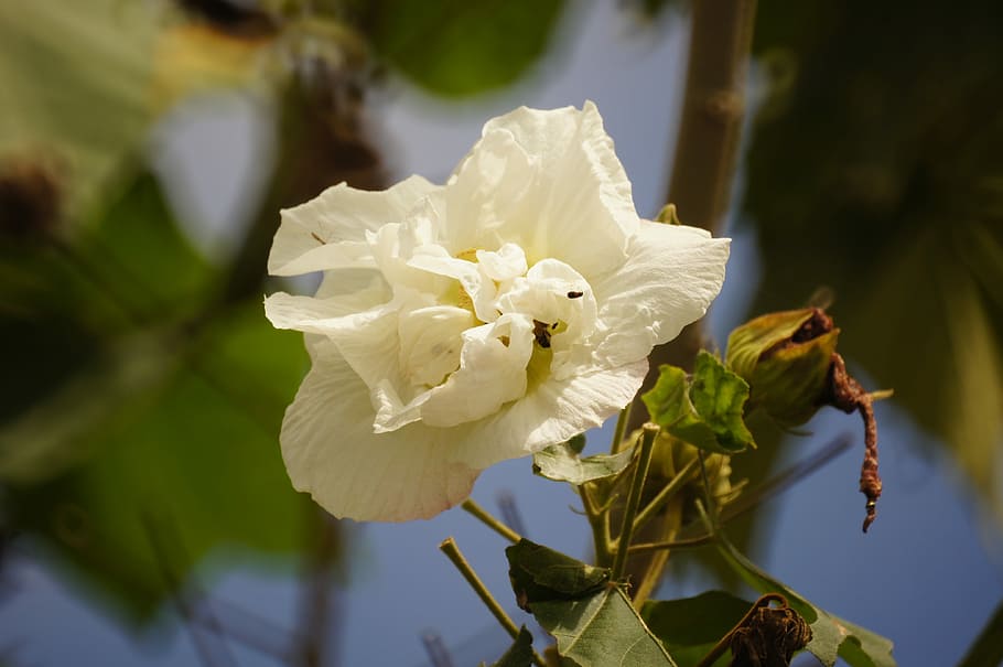 Nature, Flora, Florez, Insects, Armenia, quindio, colombia HD wallpaper