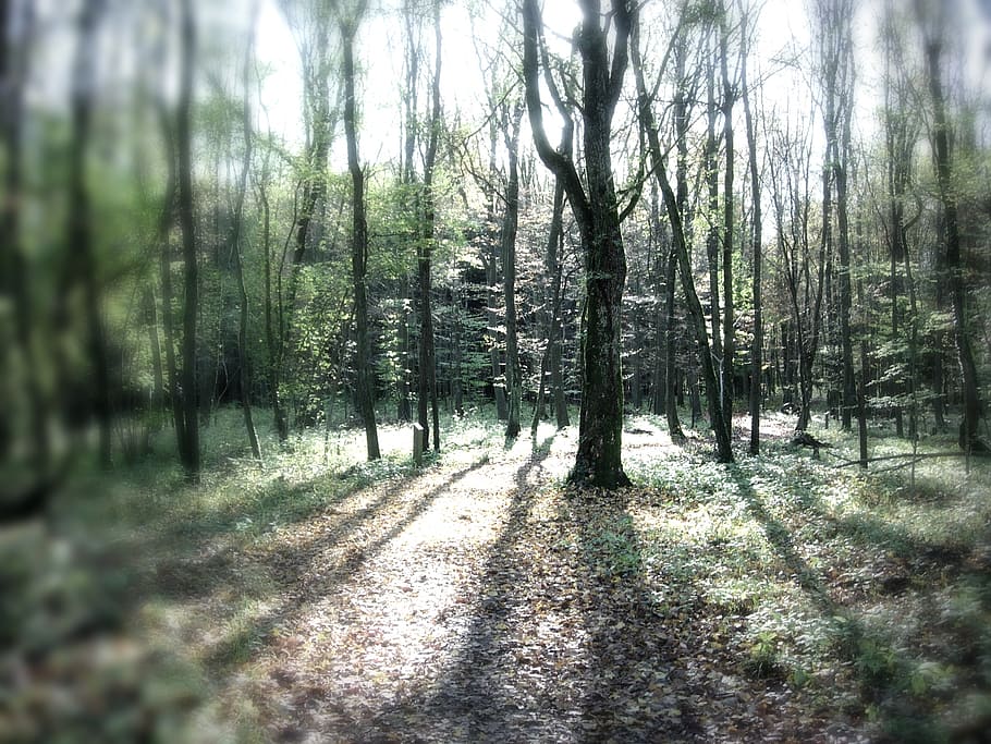 tilt shift, wood, fontoy, shadows, tree, plant, land, forest HD wallpaper