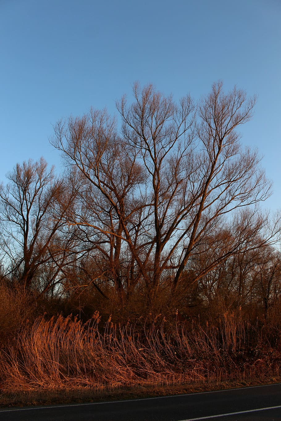tree, pasture, kahl, abendstimmung, orange, sky, tranquility HD wallpaper