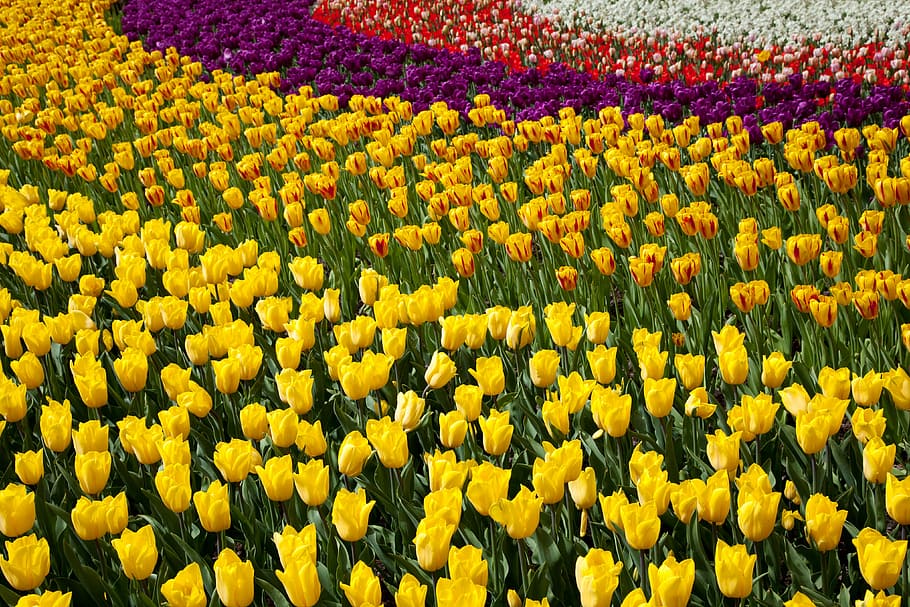 beautiful, flower, bed, bloom, blossoms, color, colorful, flora HD wallpaper