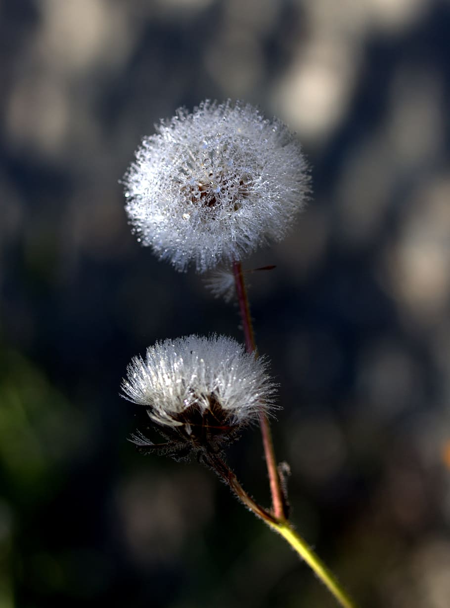 dandelion, plant, drops, plants, water, flower, flowering plant HD wallpaper