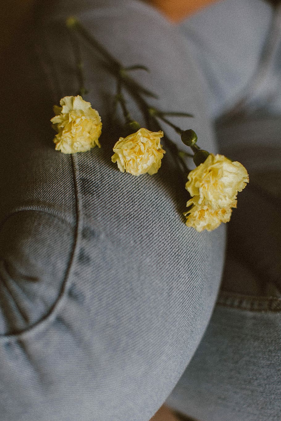 selective focus photography of three yellow petaled flowers on person's legf, three yellow carnation flowers HD wallpaper