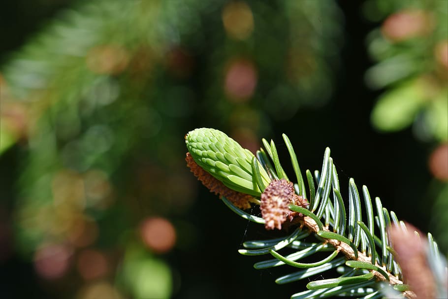 closeup photo of green plant, pine branch, spruce drive, needles HD wallpaper