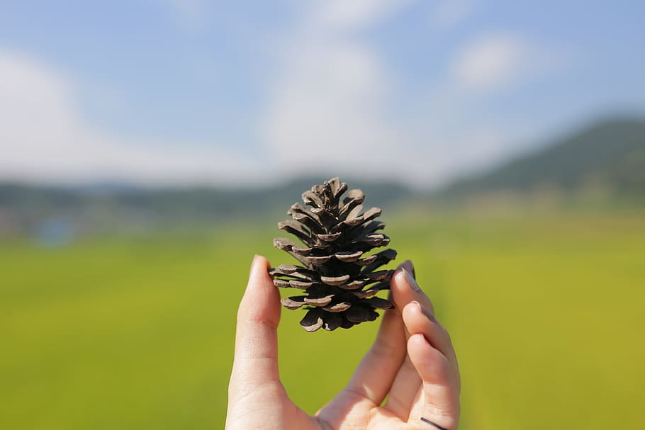Pine Cone, Rice Paddies, Hand, human hand, human body part HD wallpaper