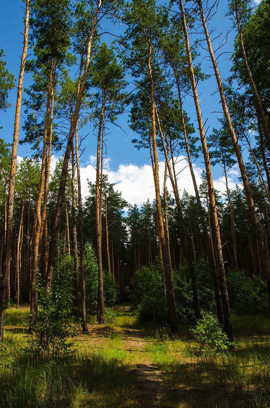 Forest, Ecology, Tree, Magic, Story, leaves, bark, enchanted HD wallpaper