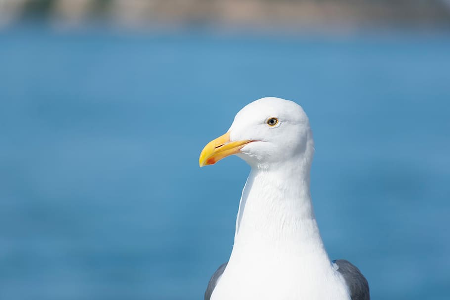 white bird, seagull photo, bill, feather, beak, seabird, ocean HD wallpaper
