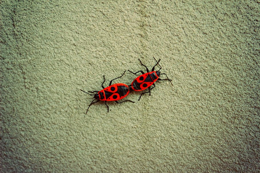 beetles, nature, spring, red, bugs, mating, insect, animals in the wild HD wallpaper