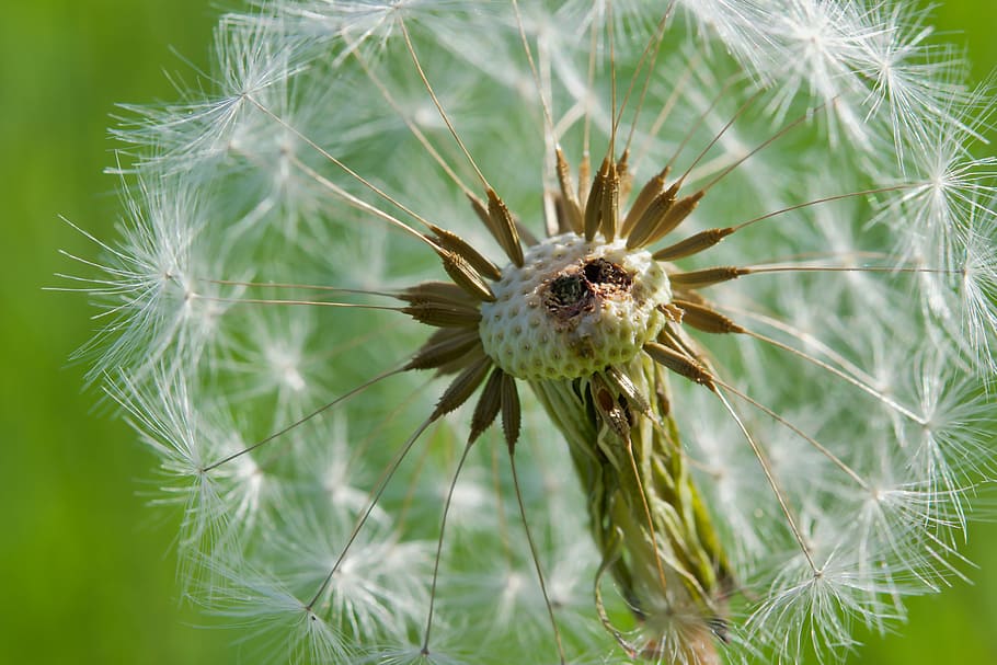 dandelion, seeds, close, common dandelion, macro, nature, blossom HD wallpaper