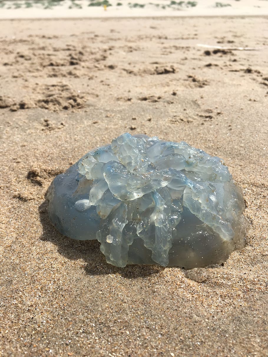 jellyfish, beach, sun, washed up, animal, land, sand, sea, no people HD wallpaper