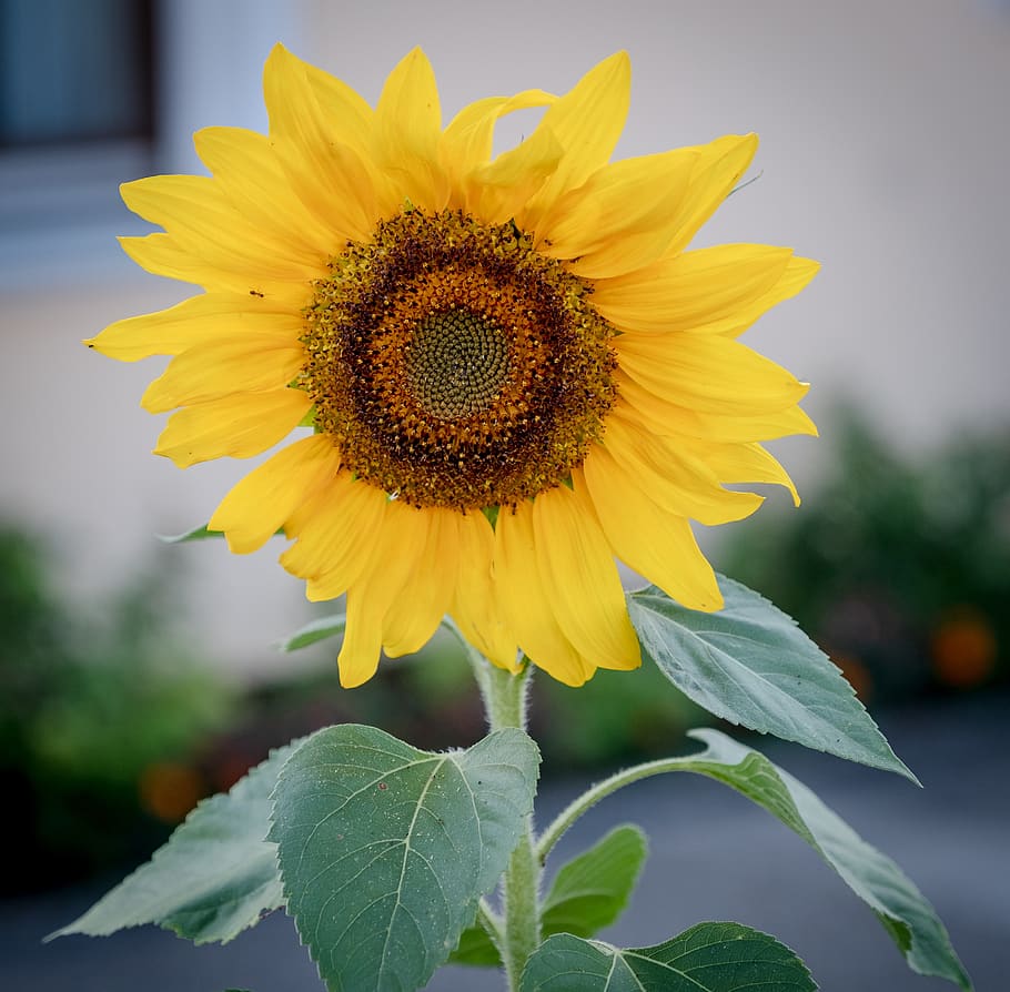 sunflower, bloom, summer, spring, yellow, green, blossom, nature HD wallpaper