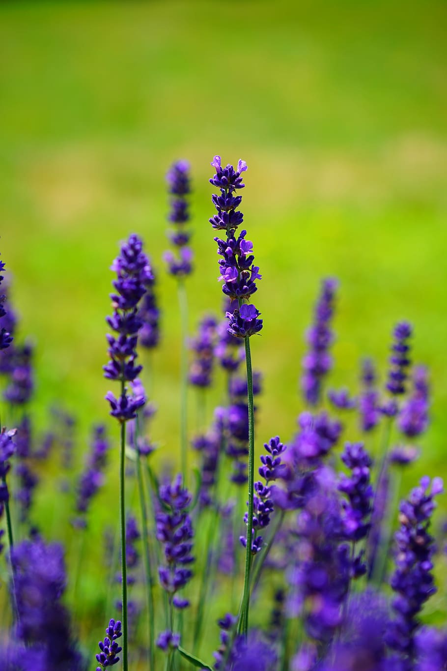 HD wallpaper: lavender, flowers, purple, violet, plant, blooming ...