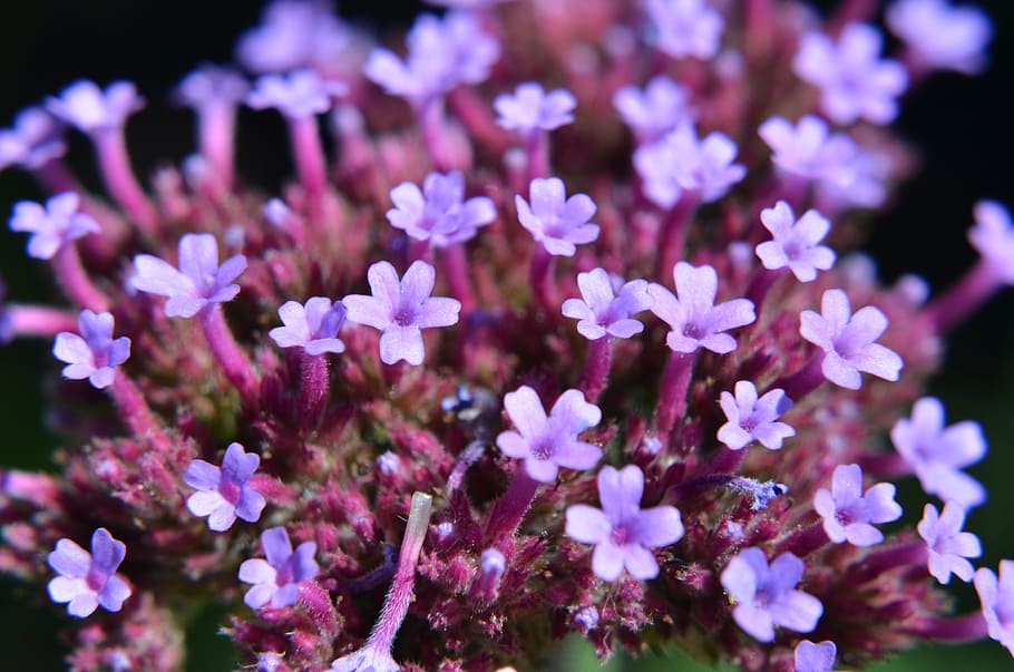 macro, simple, beautiful, flower, flowering plant, freshness HD wallpaper