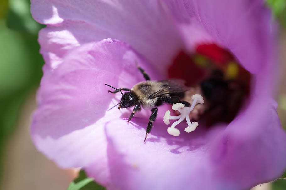 Bee, Insect, Flower, Bug, Wing, Macro, wildlife, bumble bee HD wallpaper