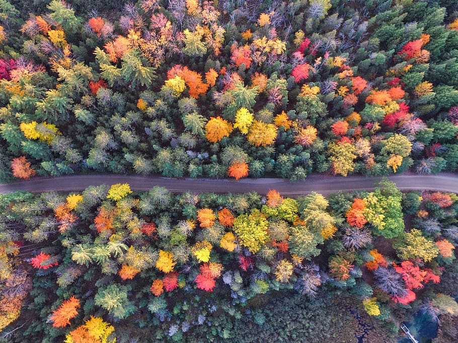 bird's eye view of road surrounded by trees, clolorful, aerial HD wallpaper