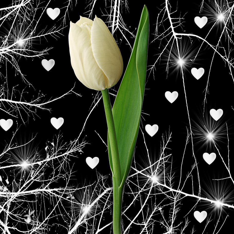 nature, plant, flower, leaf, black background, tulip, tulipan white, HD wallpaper