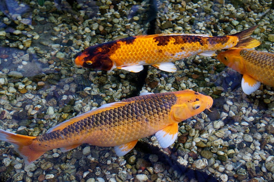 fish, koi carp, goldfish, animal themes, water, animal wildlife HD wallpaper