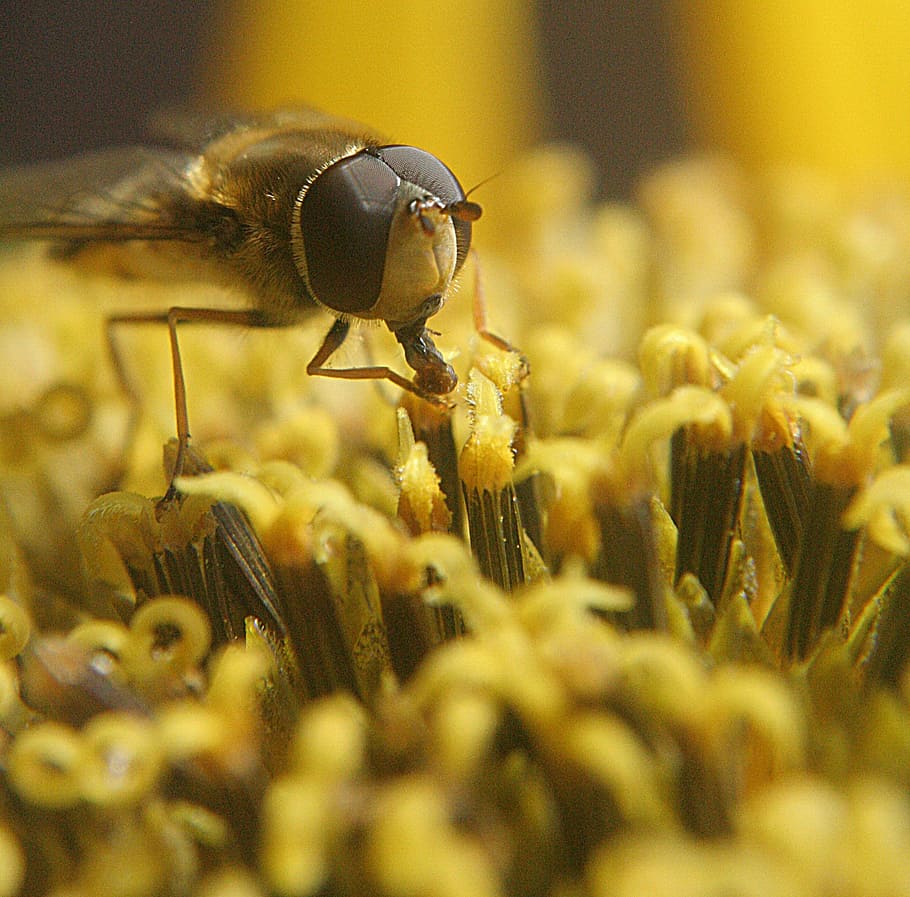 fly, macro, nature, insect, bug, small, wildlife, yellow, natural HD wallpaper