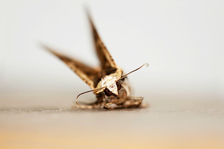 motte, insect, moth, macro, butterfly, animal themes, invertebrate HD wallpaper