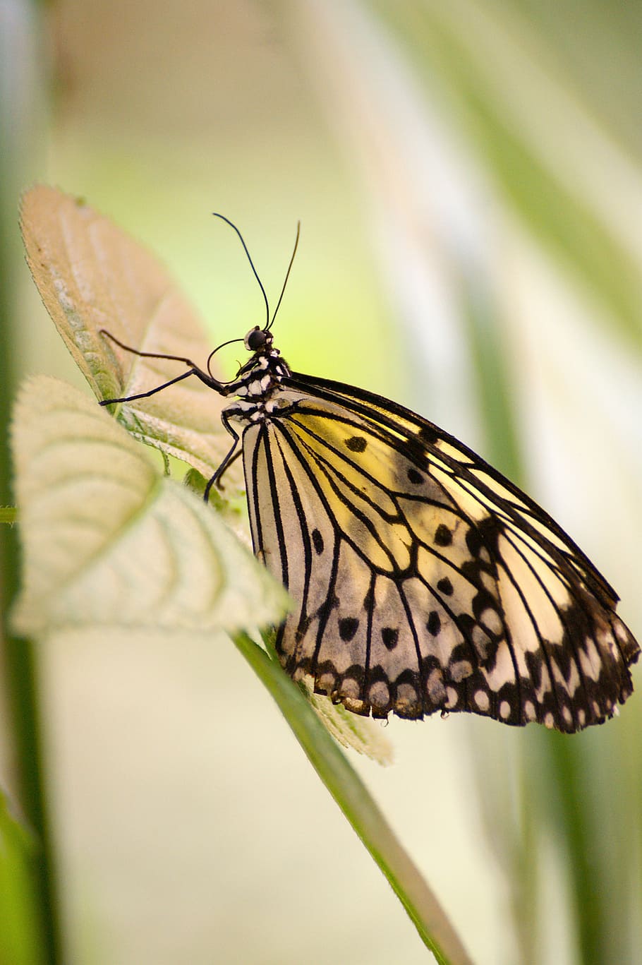 butterfly, exotic, tropical, insect, butterfly house, wing HD wallpaper