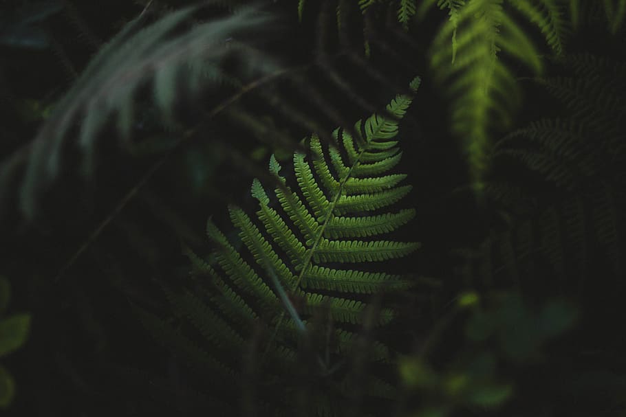 selective focus photography of green Boston fern, shallow focus photo of green leaf, HD wallpaper