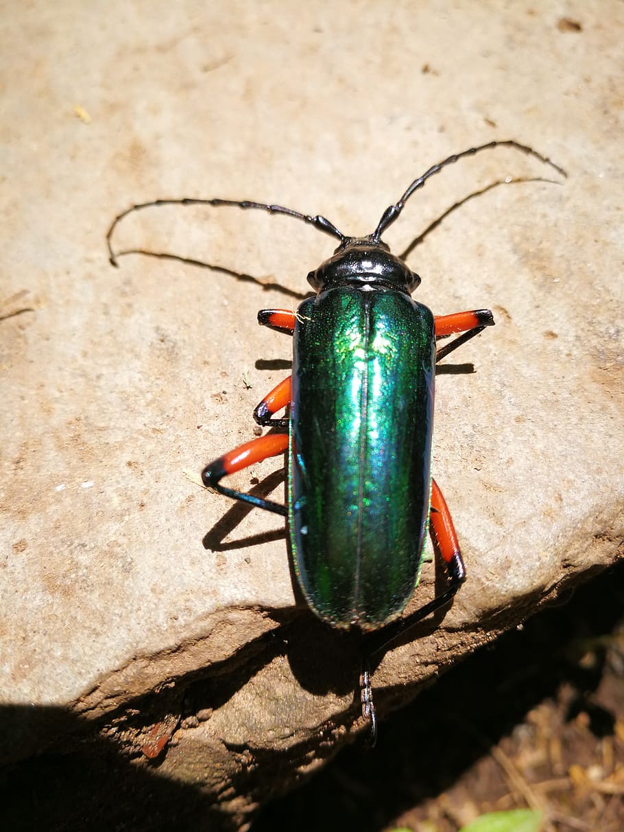 insect, beetle, bugs, animal themes, animal wildlife, invertebrate HD wallpaper