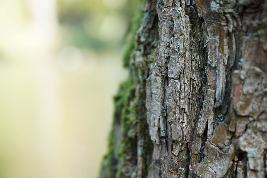 tree, tribe, log, wood, forest, tree bark, autumn, moss, nature HD wallpaper